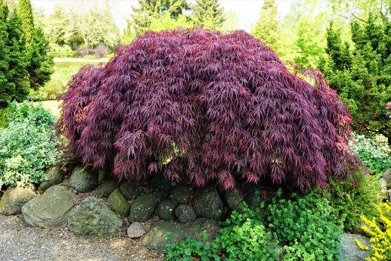 Acer Palmatum Dissectum 'inabe Shidare' - View 31 from www redcrocus com