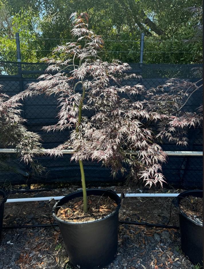 Acer Palmatum Dissectum 'inabe Shidare' - View 32 from www redcrocus com