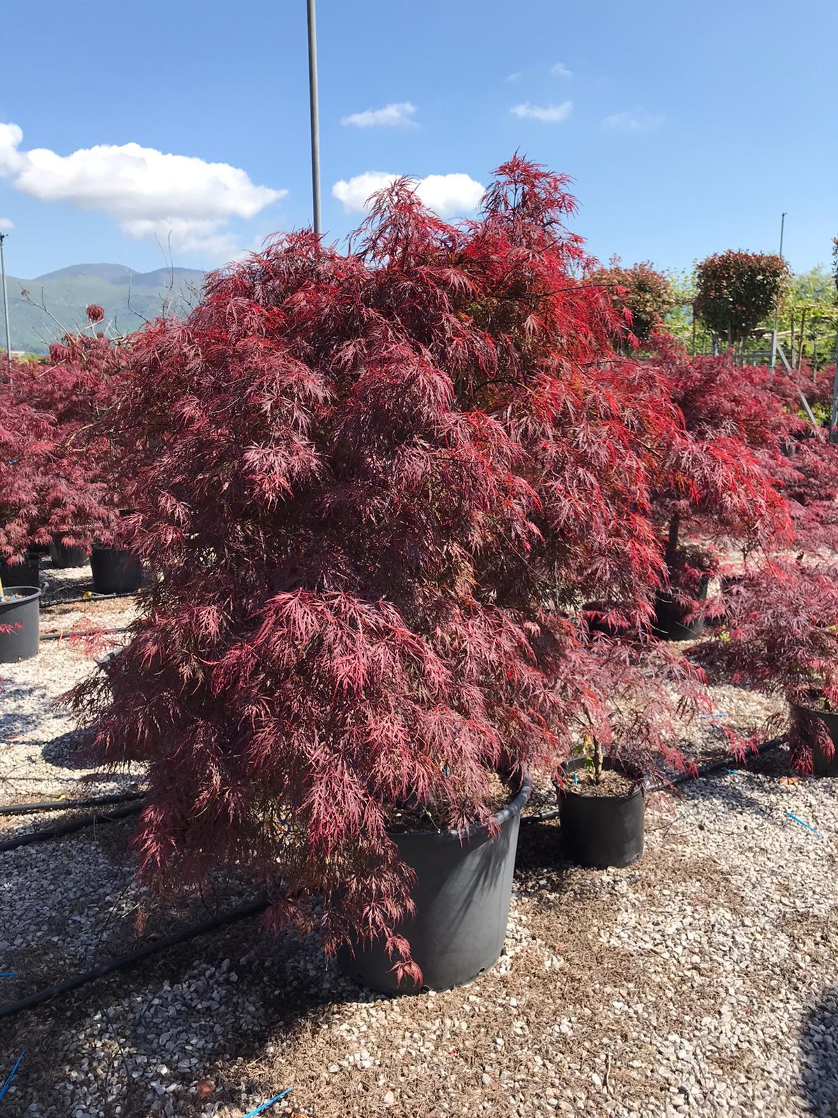 Acer Palmatum Dissectum 'inabe Shidare' - View 34 from www redcrocus com