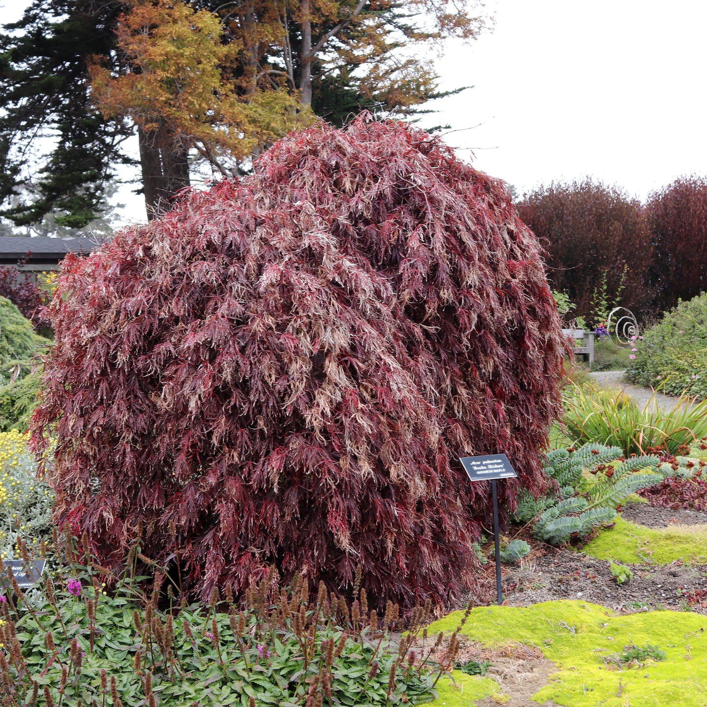 Acer Palmatum Dissectum 'inabe Shidare' - View 35 from www redcrocus com