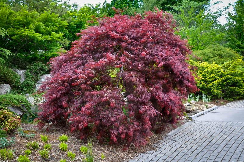 Acer Palmatum Dissectum 'inabe Shidare' - View 4 from www redcrocus com