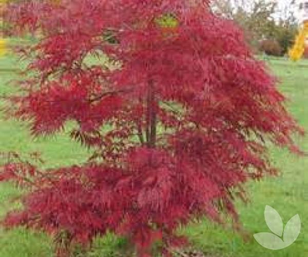 Acer Palmatum Dissectum 'inabe Shidare' - View 5 from www redcrocus com