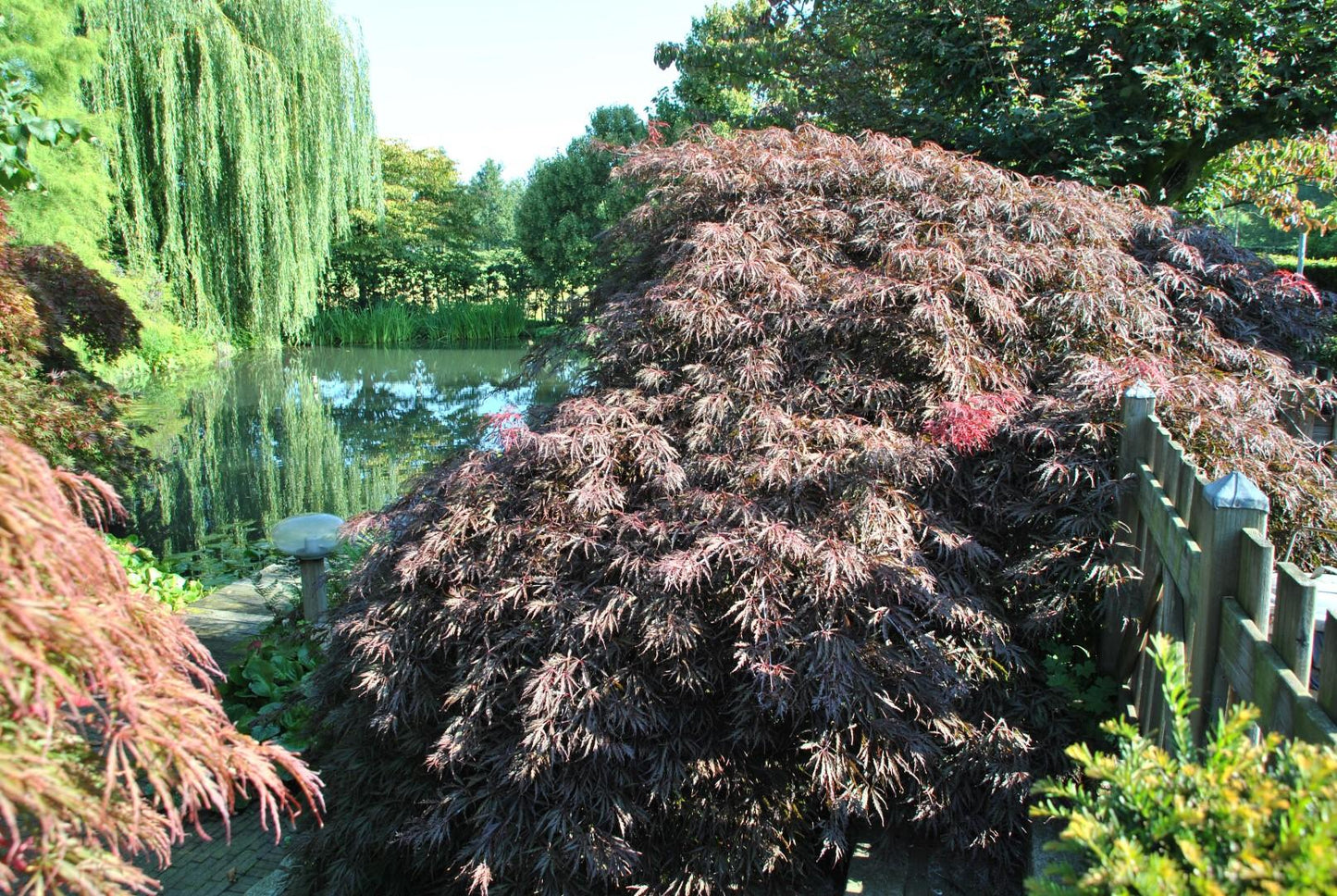 Acer Palmatum Dissectum 'inabe Shidare' - View 6 from www redcrocus com
