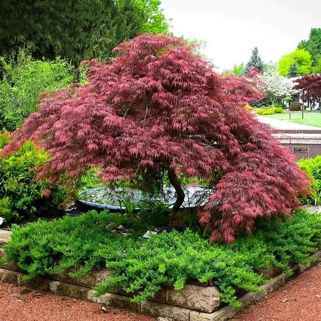 Acer Palmatum Dissectum 'inabe Shidare' - View 7 from www redcrocus com