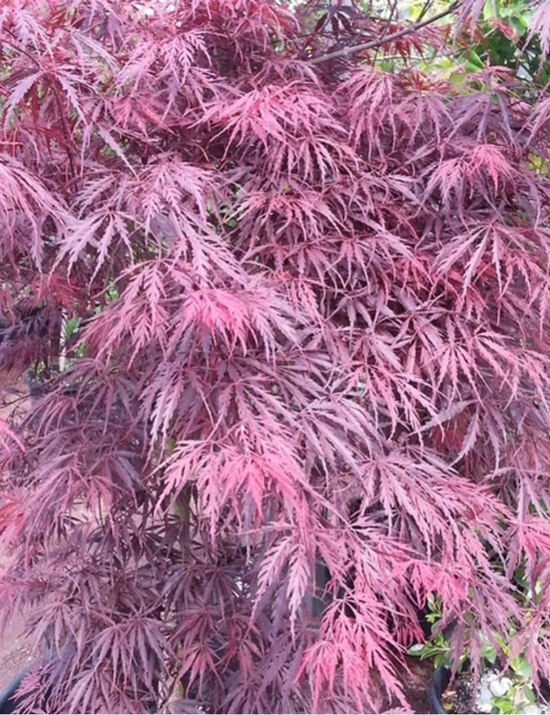 Acer Palmatum Dissectum Inabe Shidare - View 9 from www redcrocus com
