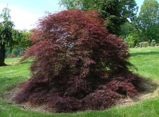 Acer Palmatum Dissectum Tamukeyama - View 1 from www redcrocus com