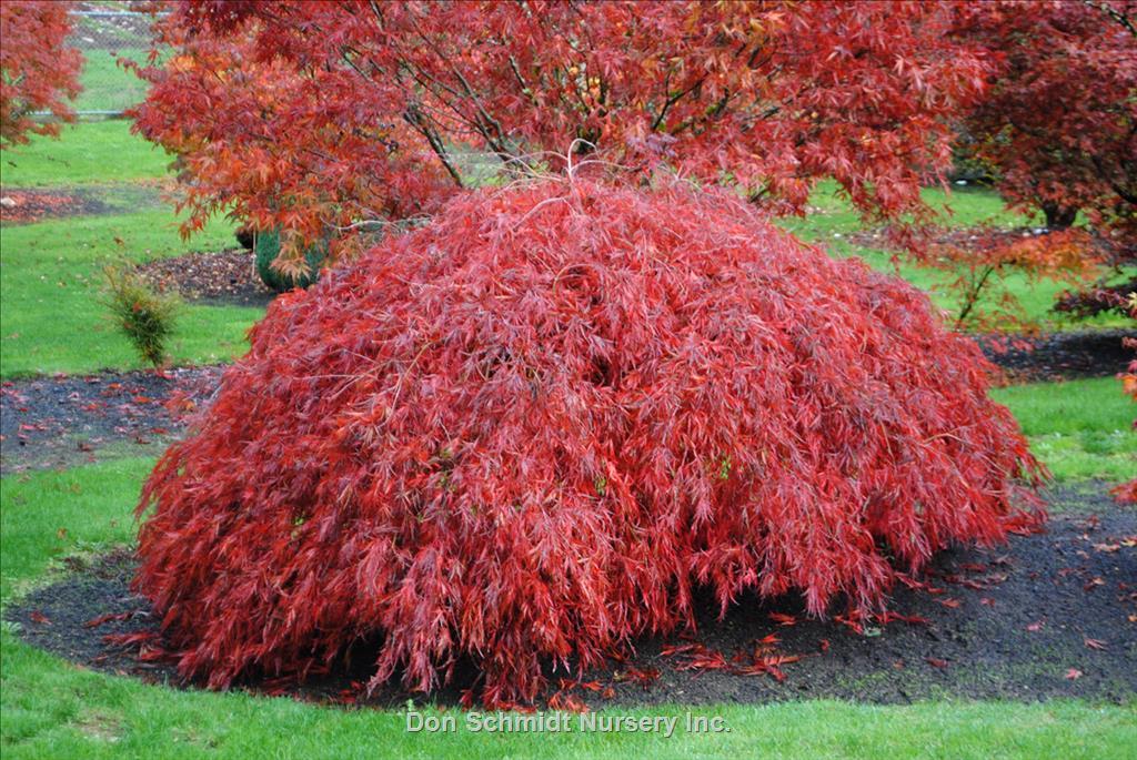 Acer Palmatum Dissectum 'crimson Queen' - View 12 from www redcrocus com