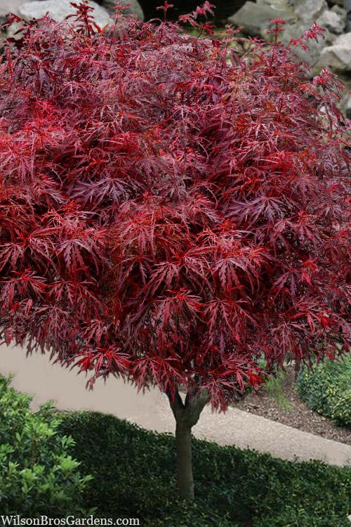 Acer Palmatum Dissectum 'crimson Queen' - View 16 from www redcrocus com