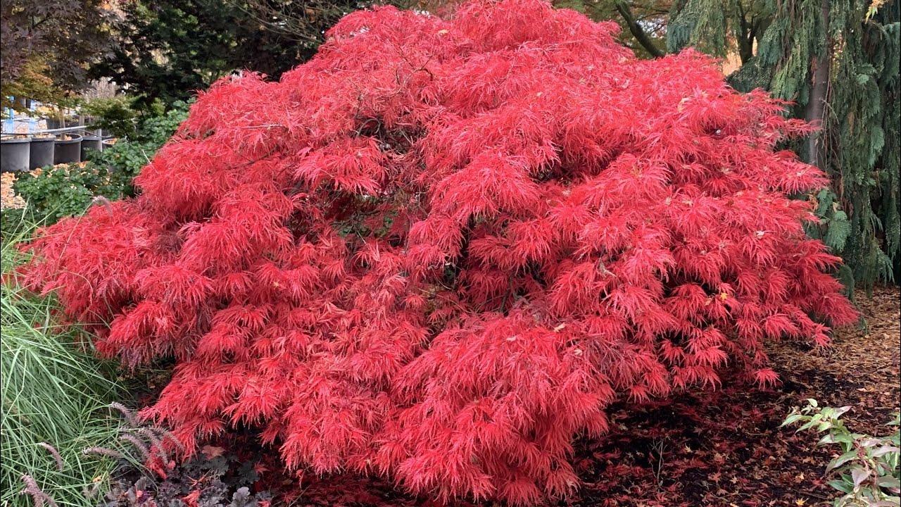 Acer Palmatum Dissectum 'crimson Queen' - View 23 from www redcrocus com
