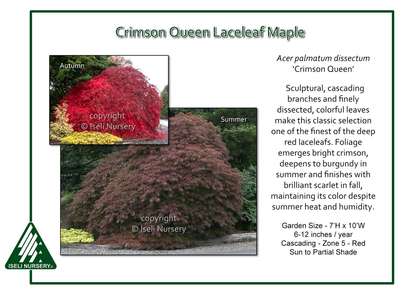 Acer Palmatum Dissectum 'crimson Queen' - View 25 from www redcrocus com