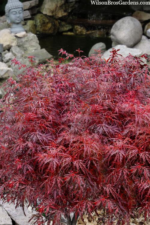 Acer Palmatum Dissectum 'crimson Queen' - View 28 from www redcrocus com