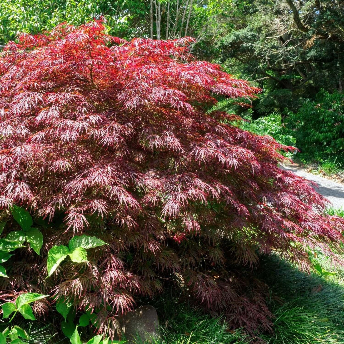 Acer Palmatum Dissectum 'crimson Queen' - View 2 from www redcrocus com