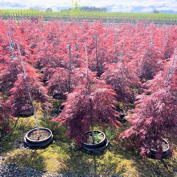 Acer Palmatum Dissectum 'crimson Queen' - View 31 from www redcrocus com