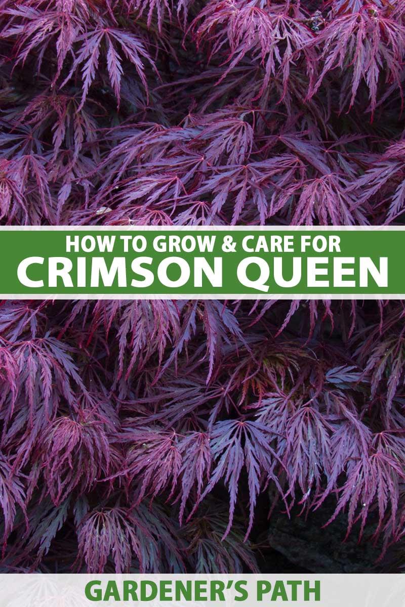 Acer Palmatum Dissectum 'crimson Queen' - View 36 from www redcrocus com