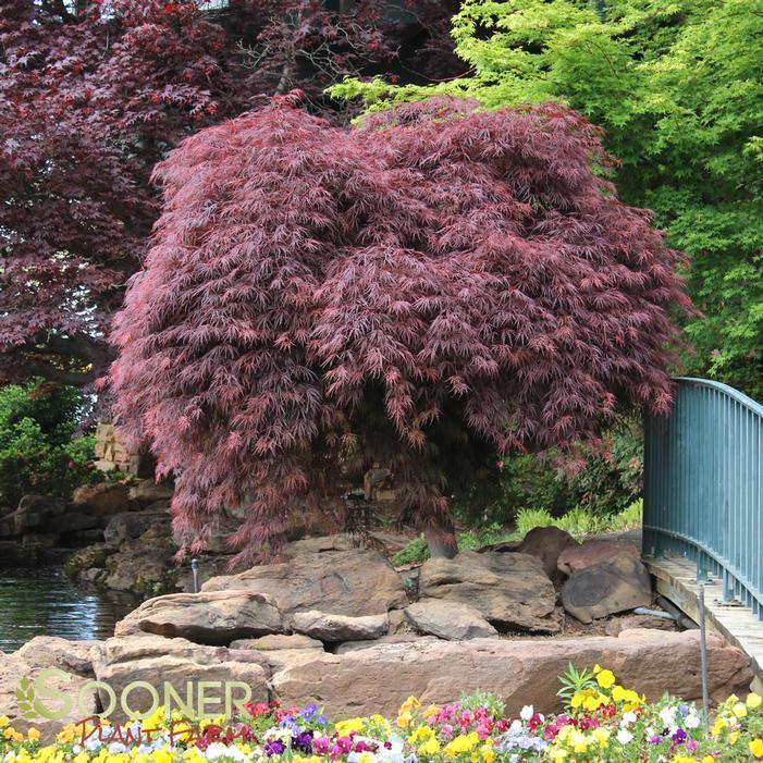 Acer Palmatum Dissectum 'crimson Queen' - View 4 from www redcrocus com