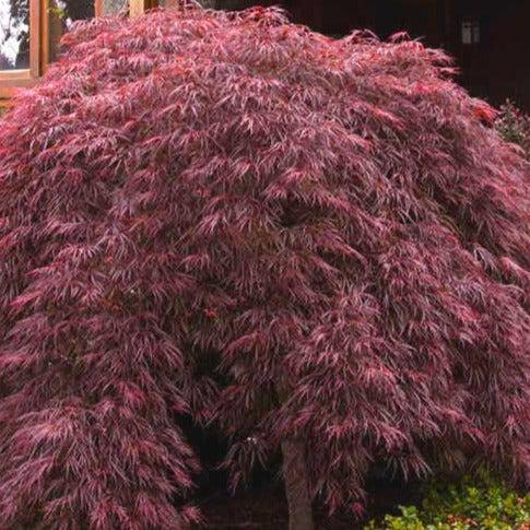 Acer Palmatum Dissectum 'crimson Queen' - View 7 from www redcrocus com