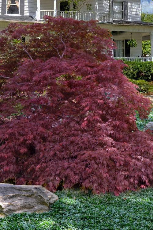 Acer Palmatum Dissectum 'garnet' - View 10 from www redcrocus com