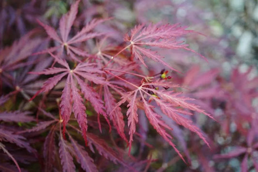 Acer Palmatum Dissectum 'garnet' - View 11 from www redcrocus com