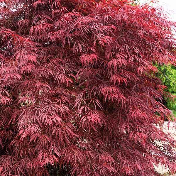 Acer Palmatum Dissectum 'garnet' - View 12 from www redcrocus com