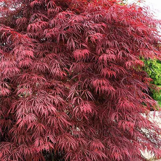 Acer Palmatum Dissectum 'garnet' - View 12 from www redcrocus com