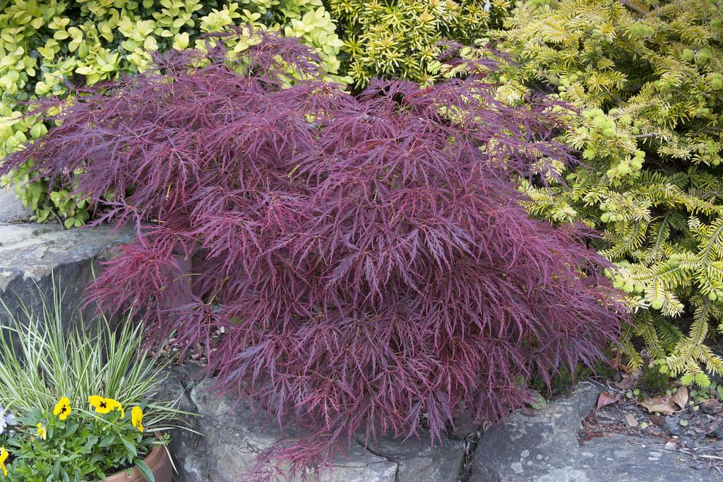 Acer Palmatum Dissectum 'garnet' - View 13 from www redcrocus com