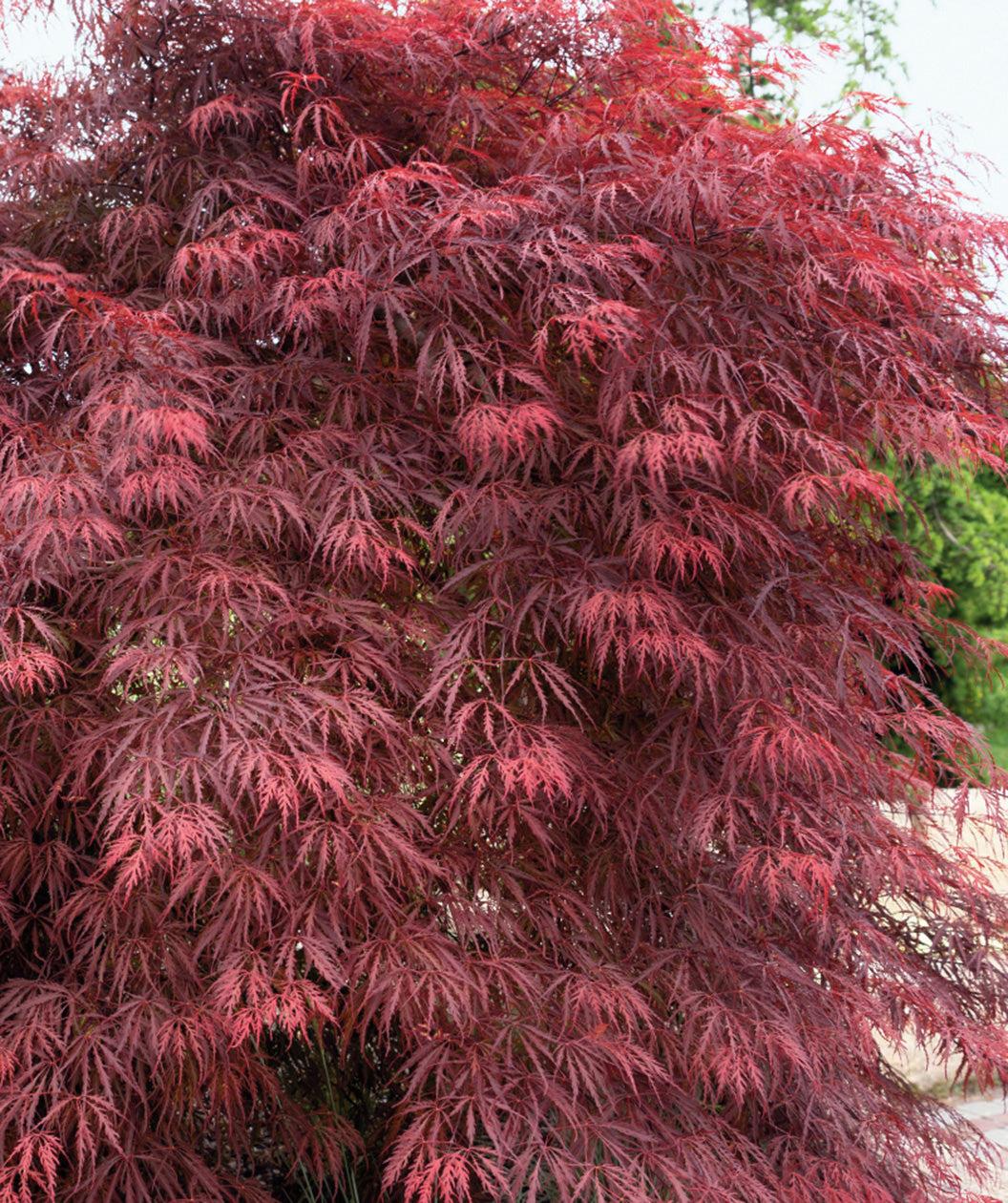 Acer Palmatum Dissectum 'garnet' - View 14 from www redcrocus com