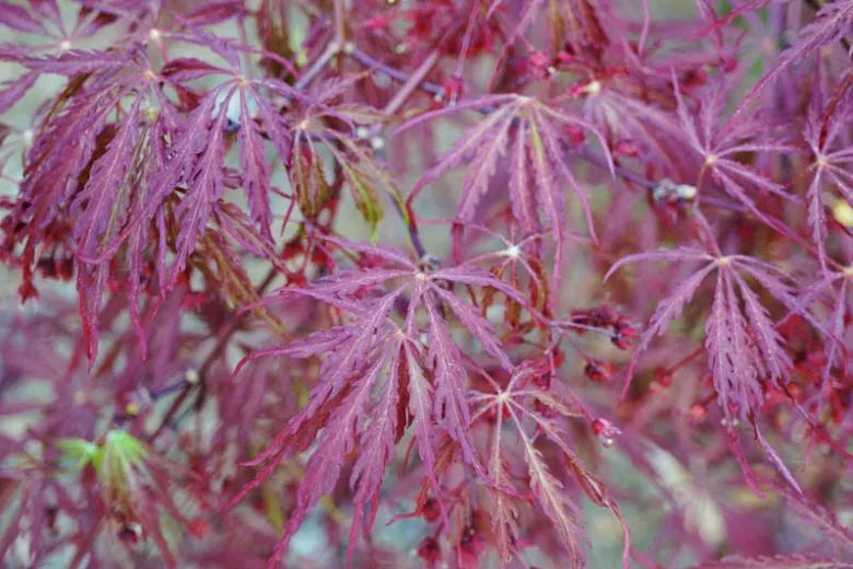 Acer Palmatum Dissectum 'garnet' - View 15 from www redcrocus com