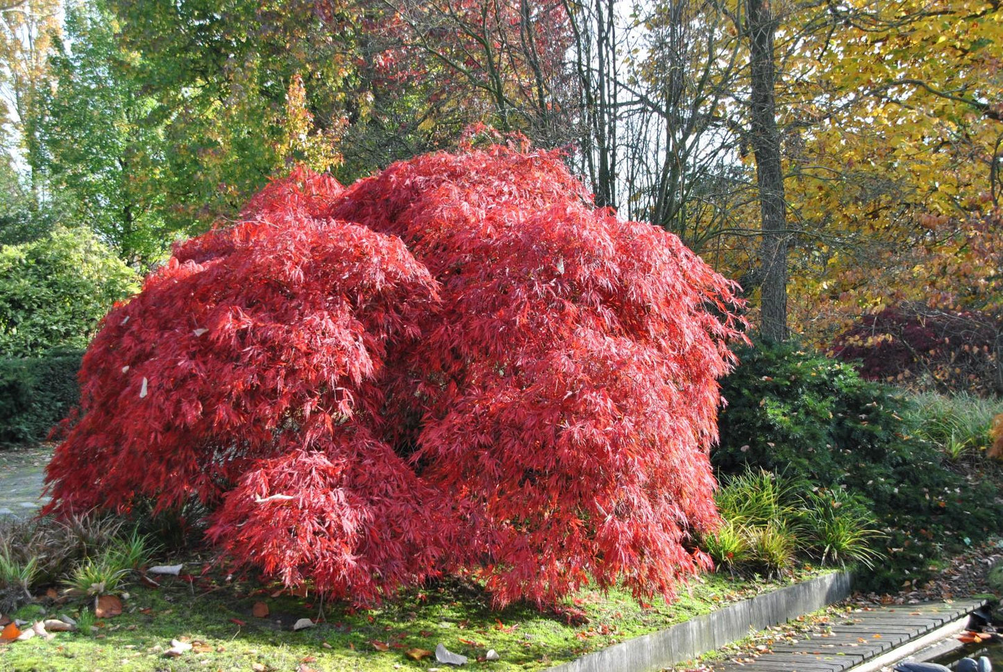 Acer Palmatum Dissectum 'garnet' - View 17 from www redcrocus com