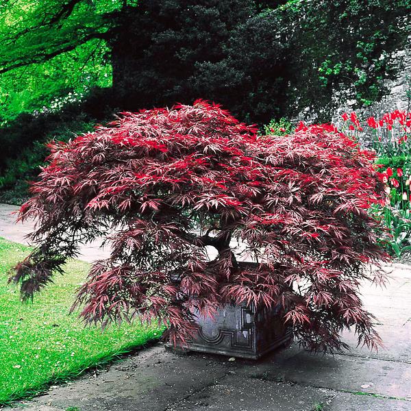 Acer Palmatum Dissectum 'garnet' - View 18 from www redcrocus com