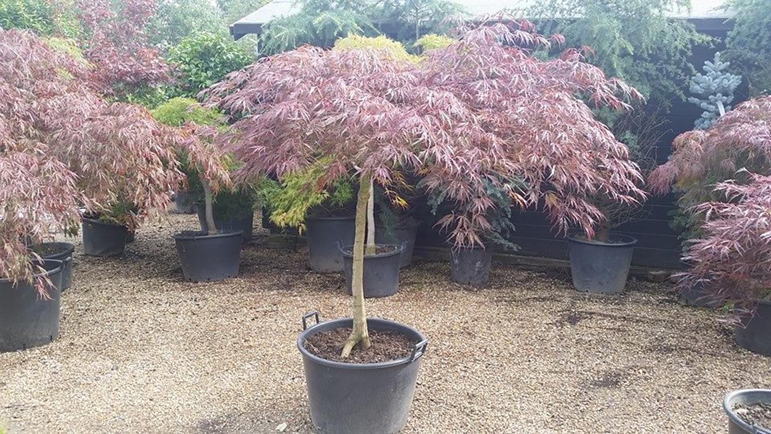 Acer Palmatum Dissectum 'garnet' - View 19 from www redcrocus com