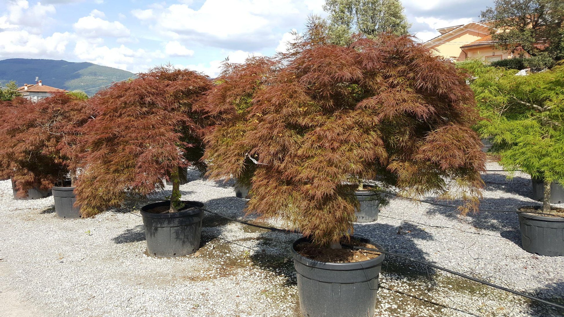 Acer Palmatum Dissectum 'garnet' - View 20 from www redcrocus com