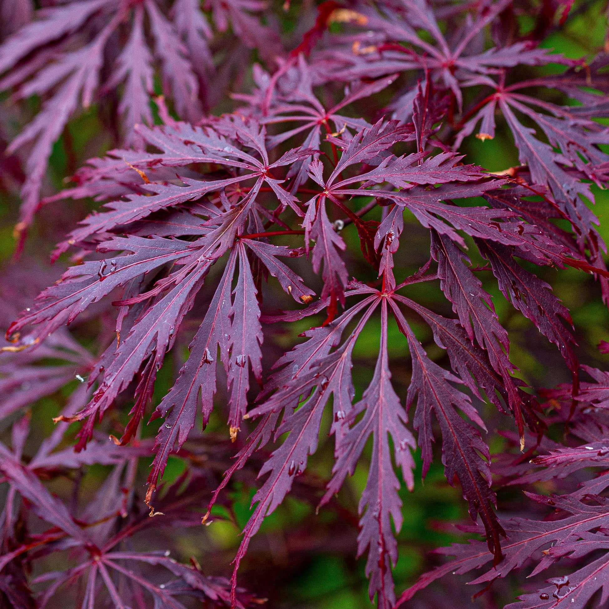 Acer Palmatum Dissectum 'garnet' - View 22 from www redcrocus com