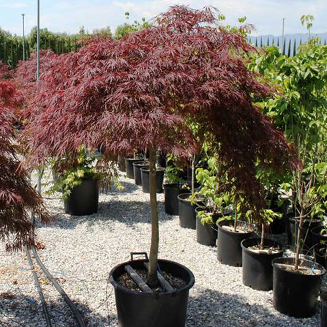 Acer Palmatum Dissectum 'garnet' - View 23 from www redcrocus com