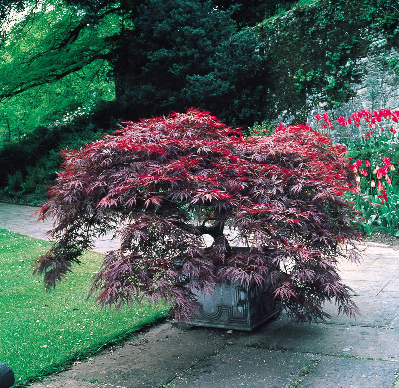 Acer Palmatum Dissectum 'garnet' - View 24 from www redcrocus com