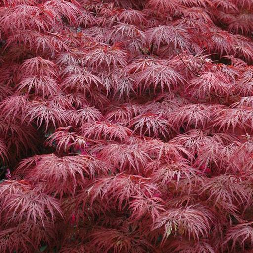 Acer Palmatum Dissectum 'garnet' - View 25 from www redcrocus com