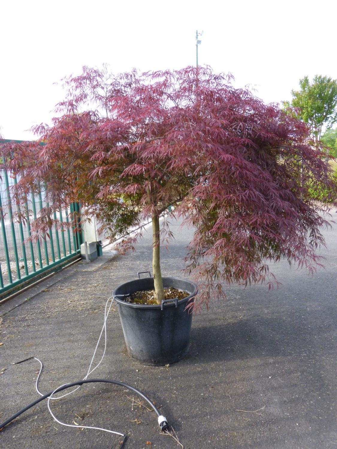 Acer Palmatum Dissectum 'garnet' - View 26 from www redcrocus com
