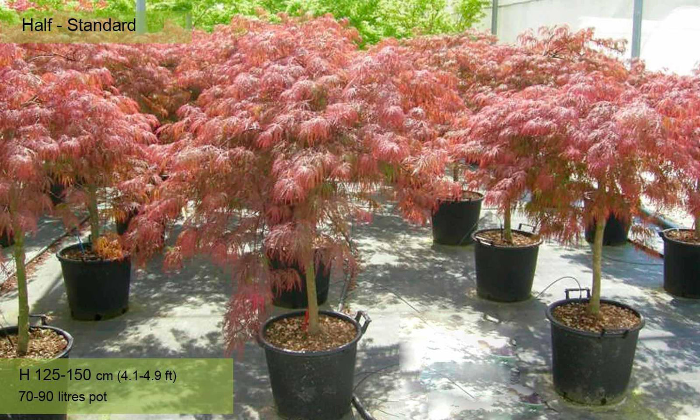 Acer Palmatum Dissectum 'garnet' - View 28 from www redcrocus com