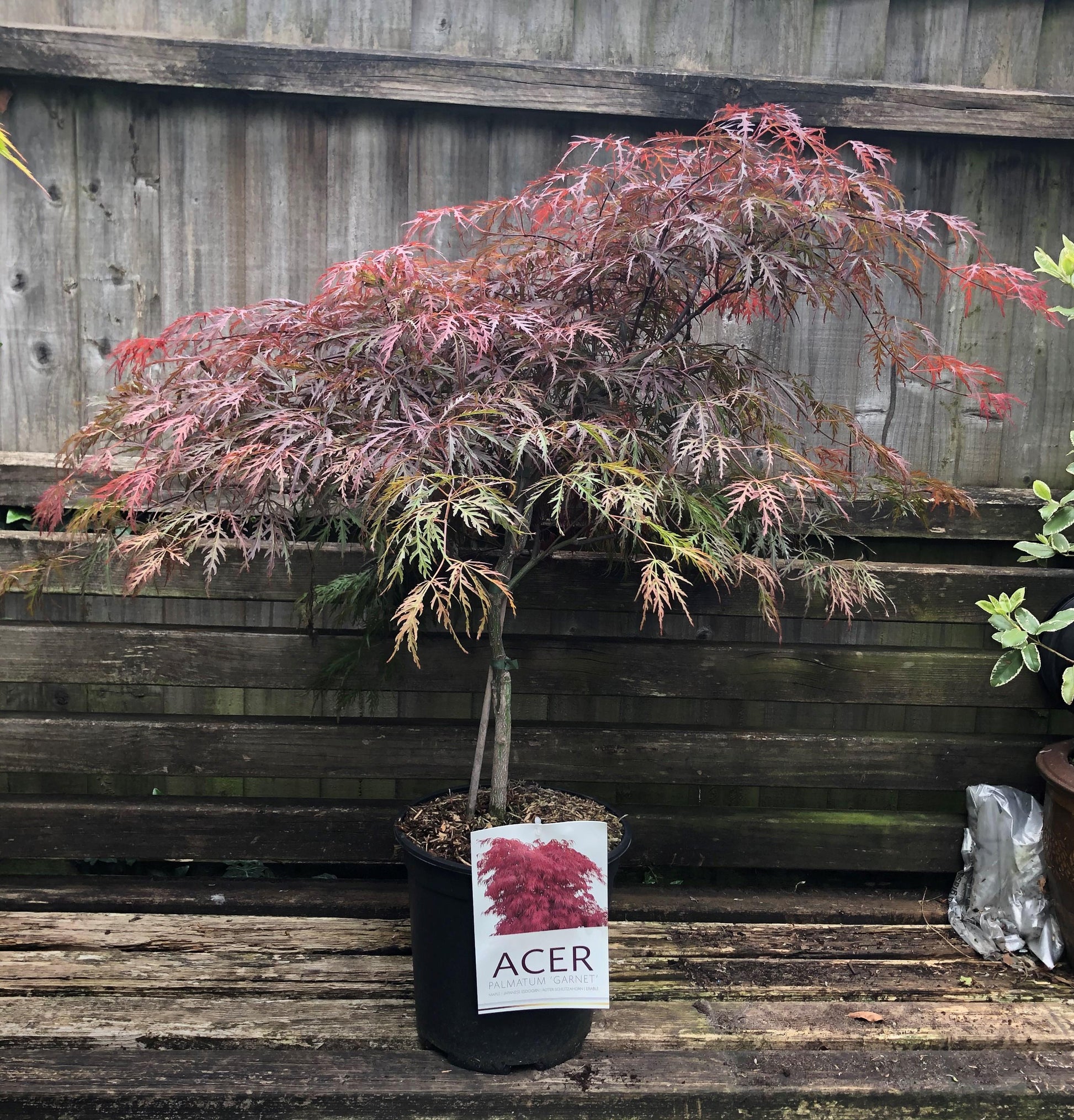 Acer Palmatum Dissectum 'garnet' - View 29 from www redcrocus com