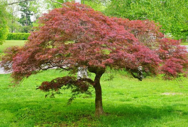 Acer Palmatum Dissectum 'garnet' - View 2 from www redcrocus com