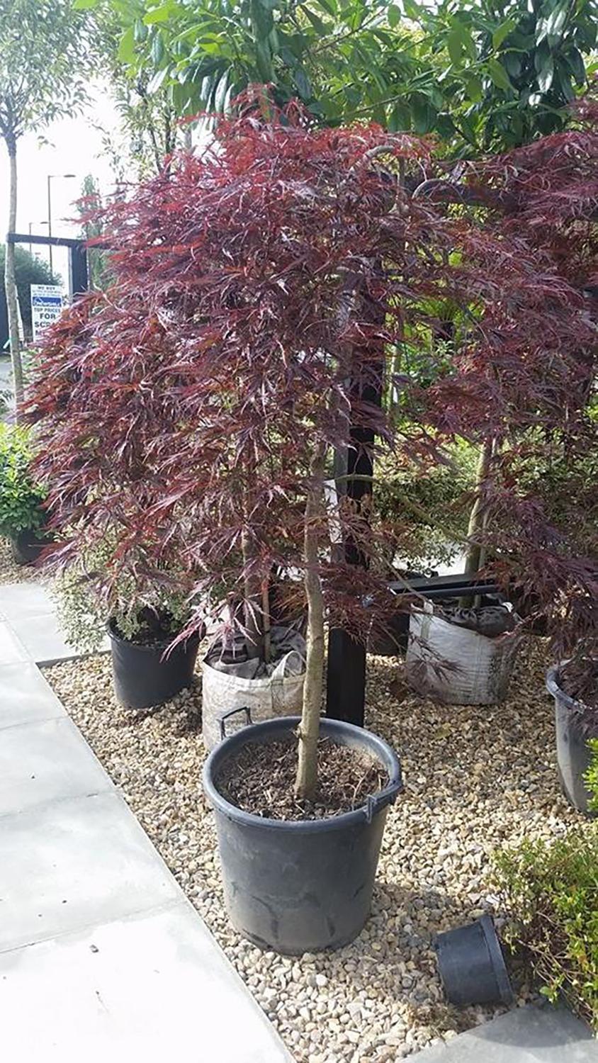 Acer Palmatum Dissectum 'garnet' - View 30 from www redcrocus com