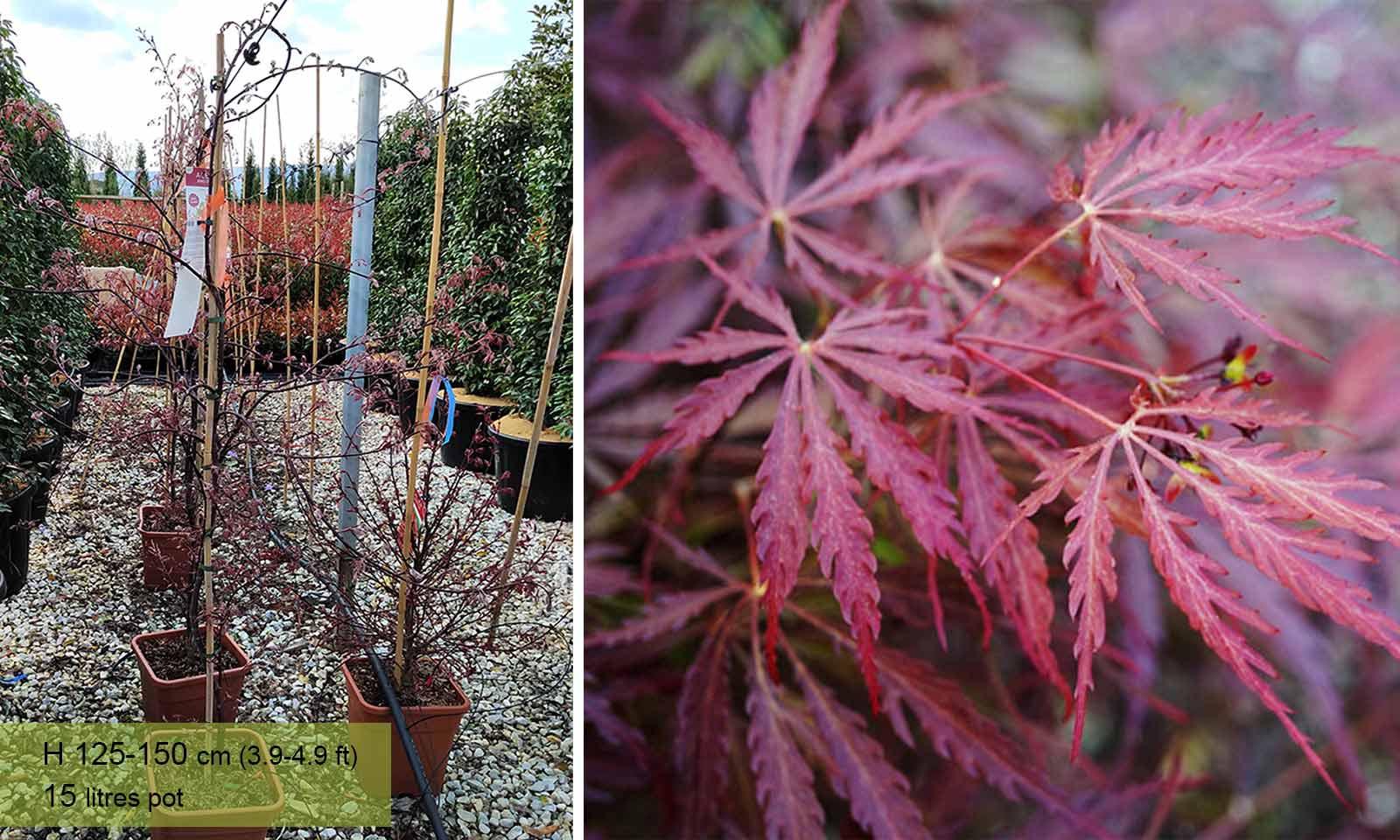Acer Palmatum Dissectum 'garnet' - View 31 from www redcrocus com