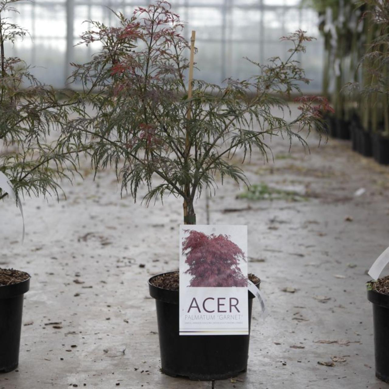 Acer Palmatum Dissectum 'garnet' - View 32 from www redcrocus com