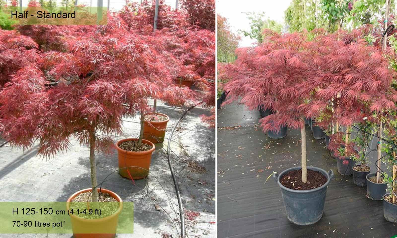 Acer Palmatum Dissectum 'garnet' - View 33 from www redcrocus com