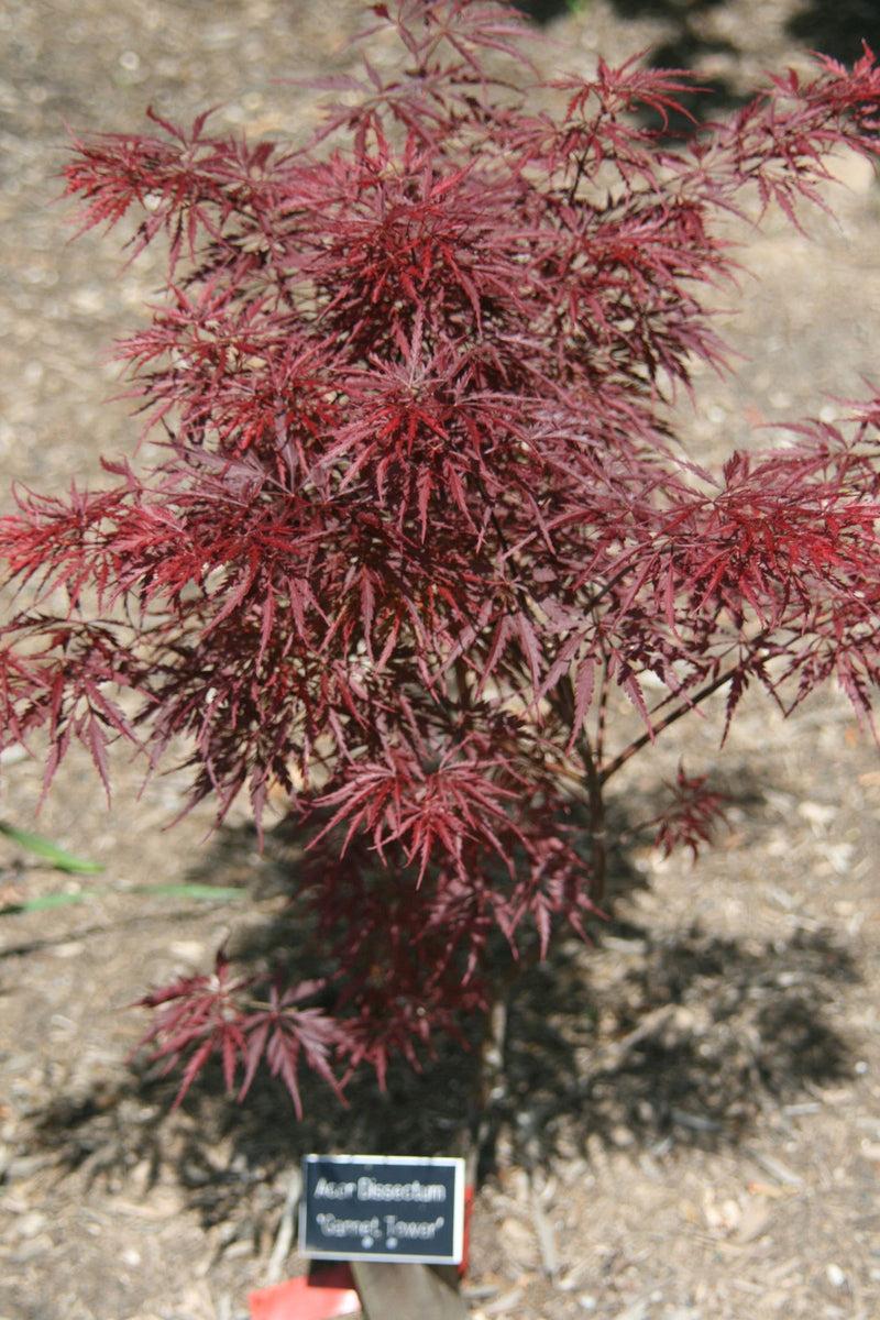 Acer Palmatum Dissectum 'garnet' - View 34 from www redcrocus com