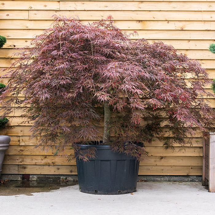 Acer Palmatum Dissectum 'garnet' - View 35 from www redcrocus com