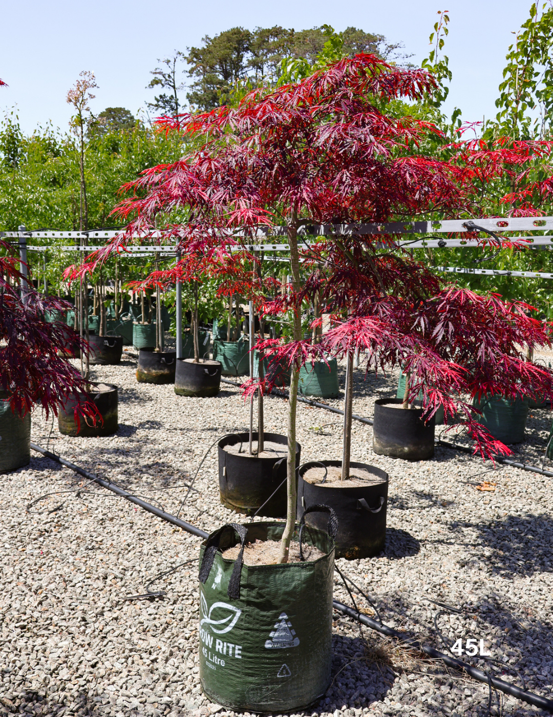 Acer Palmatum Dissectum 'garnet' - View 37 from www redcrocus com