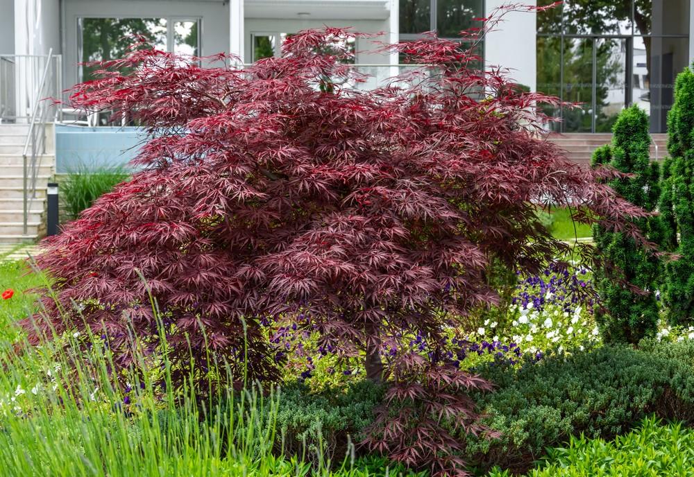 Acer Palmatum Dissectum 'garnet' - View 4 from www redcrocus com
