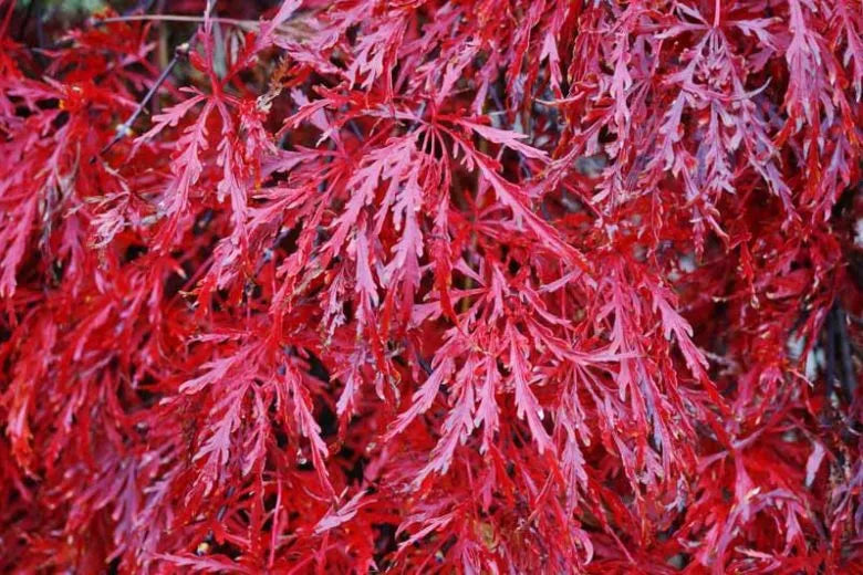 Acer Palmatum Dissectum 'garnet' - View 5 from www redcrocus com