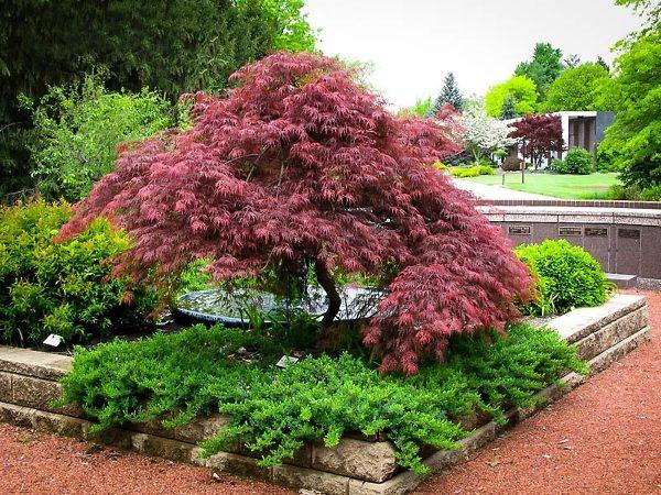 Acer Palmatum Dissectum 'garnet' - View 8 from www redcrocus com