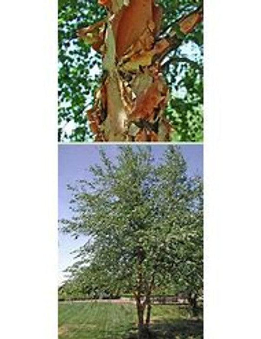 Betula Nigra Dura Heat Multi Stem - View 10 from www redcrocus com